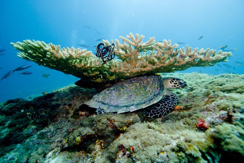 The Muraka, Maldives